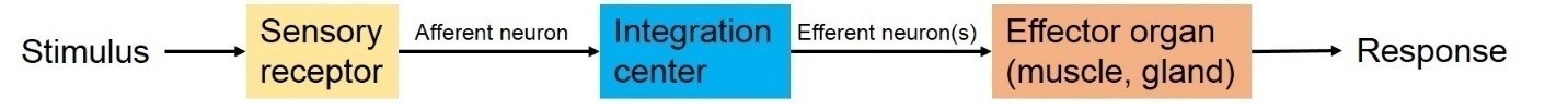 This diagram shows a generalized reflex arc from stimulus to response.