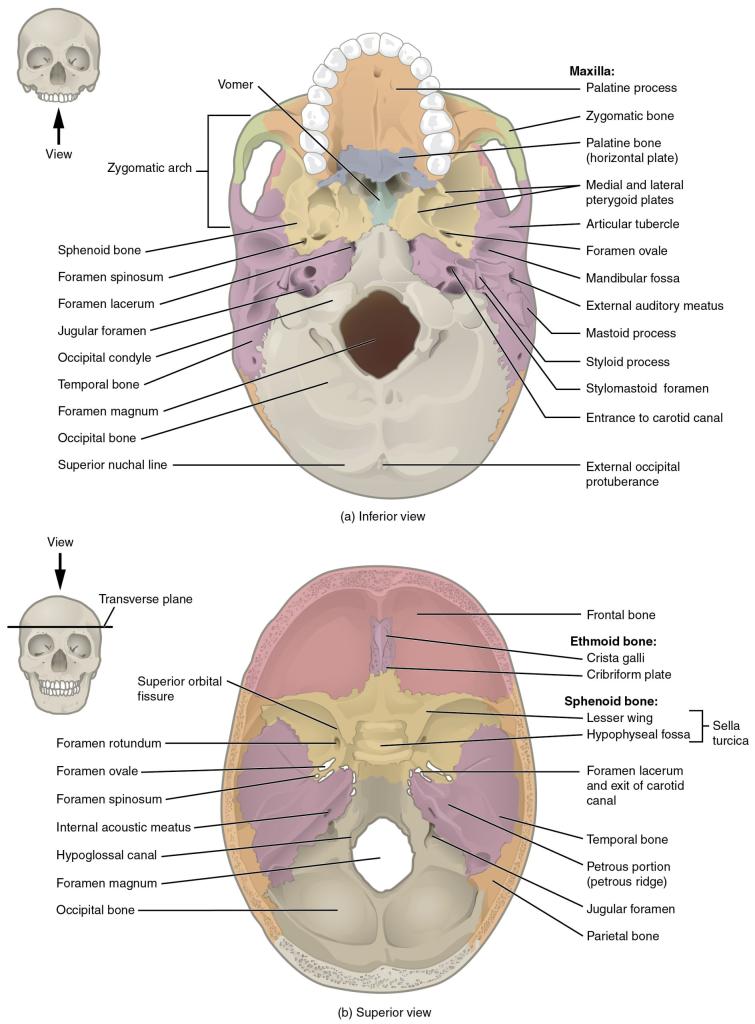 This image shows the superior and inferior view of the skull base. In the top panel, the inferior view is shown. A small image of the skull shows the viewing direction on the left. In the inferior view, the maxilla and the associated bones are shown. In the bottom panel, the superior view shows the ethmoid and sphenoid bones and their subparts.