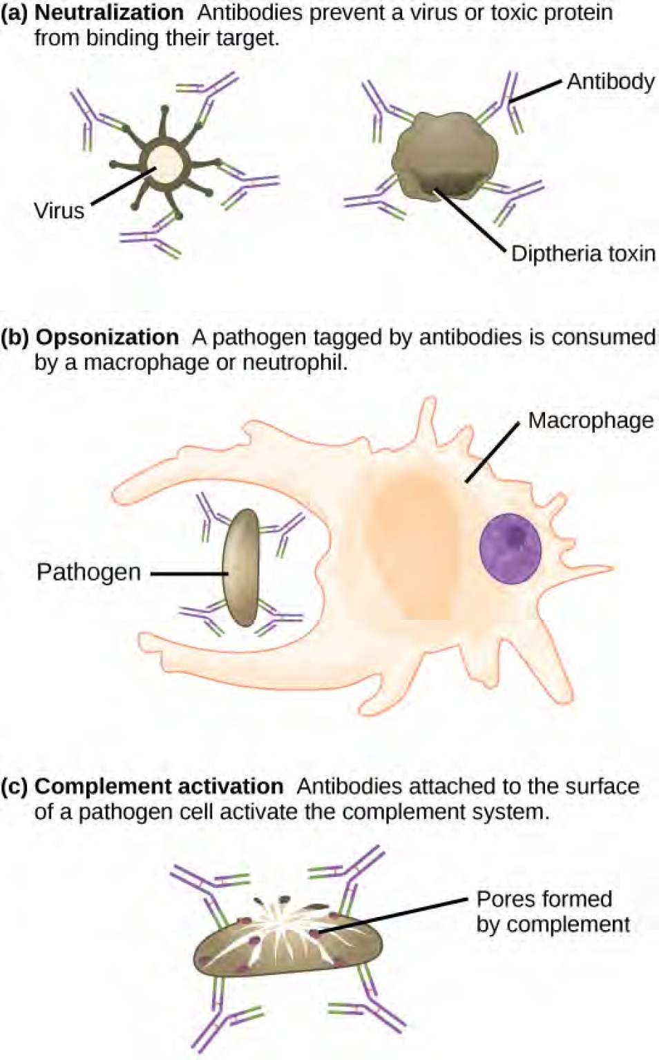 Part A shows antibody neutralization. Antibodies coat the surface of a virus or toxic protein, such as the diphtheria toxin, and prevent them from binding to their target. Part B shows opsonization, a process by which a pathogen coated with antigens is consumed by a macrophage or neutrophil. Part C shows complement activation. Antibodies attached to the surface of a pathogen cell activate the complement system. Pores are formed in the cell membrane, destroying the cell.