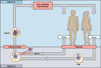 Diploid-Dominant Life Cycle