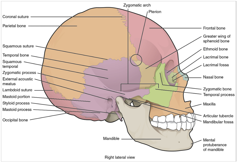 Lataeral view of skull
