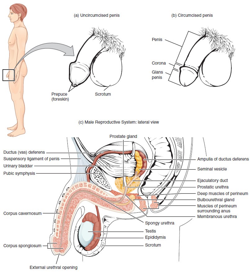 This figure shows the different organs in the male reproductive system. The top panel shows the side view of a man and an uncircumcised and a circumcised penis. The bottom panel shows the lateral view of the male reproductive system and the major parts are labeled.