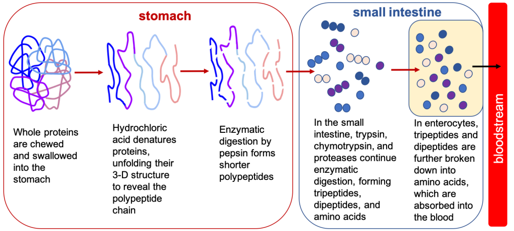 In a simplified cartoon, a protein is represented by a thick line crossing over itself, like a jumble of yarn, representing a protein folded into its tertiary/quaternary structure. After denaturation by hydrochloric acid, the line is smoothed out, showing it is unfolded. Then with the action of digestive enzymes like pepsin, the line breaks into smaller strands representing shorter polypeptides. In the small intestine trypsin, chymotrypsin, and proteases continue enzymatic digestion, forming tripeptides, dipeptides and amino acids which are illustrated by different colors of circles. In enterocytes, tripeptides and dipeptides are further broken down into amino acids (illustrated by single circles) which are absorbed into the blood.