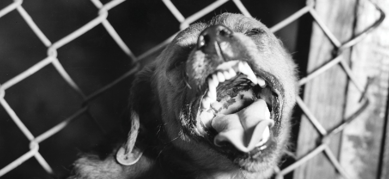 This dog is exhibiting the restlessness and aggression associated with rabies, a neurological disease that frequently affects mammals and can be transmitted to humans.