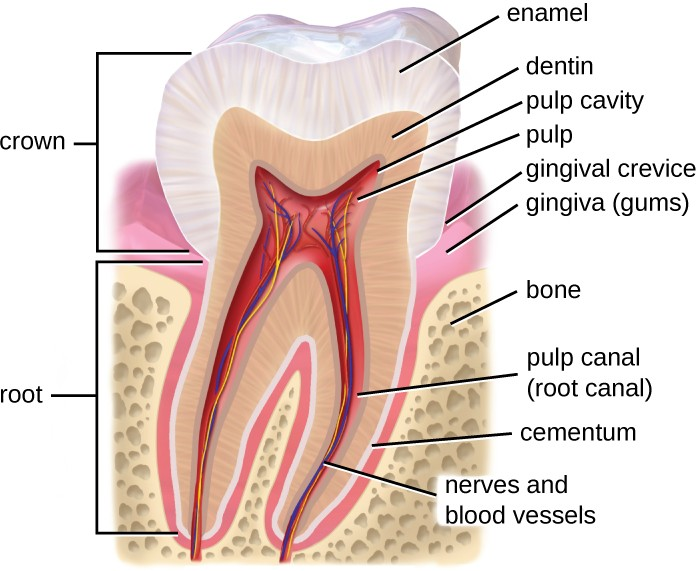 The tooth has a visible crown with an outer layer of enamel, a layer of dentin, and an inner pulp. The root, hidden by the gums, contains the pulp canal (root canal).