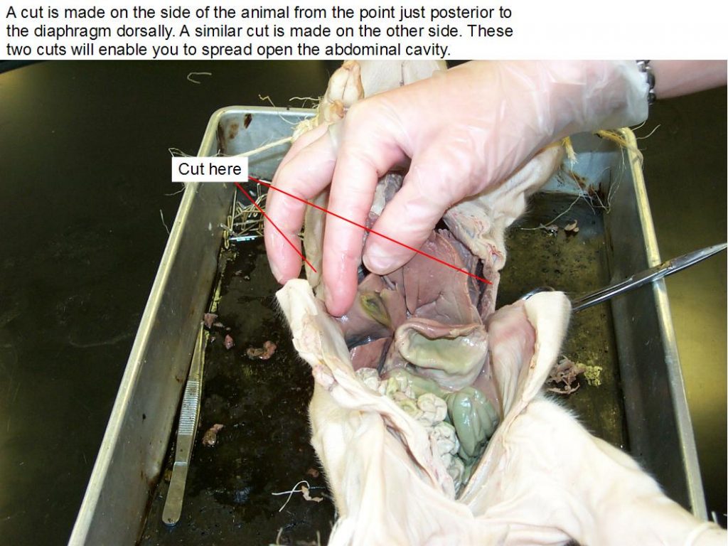Open abdominal cavity.
