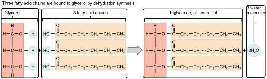 Figure 3.16 During triglyceride synthesis, glycerol gives up three hydrogen atoms, and the carboxyl groups on the fatty acids each give up a hydroxyl (-OH) group forming three water molecules. This is a dehydration synthesis reaction. 