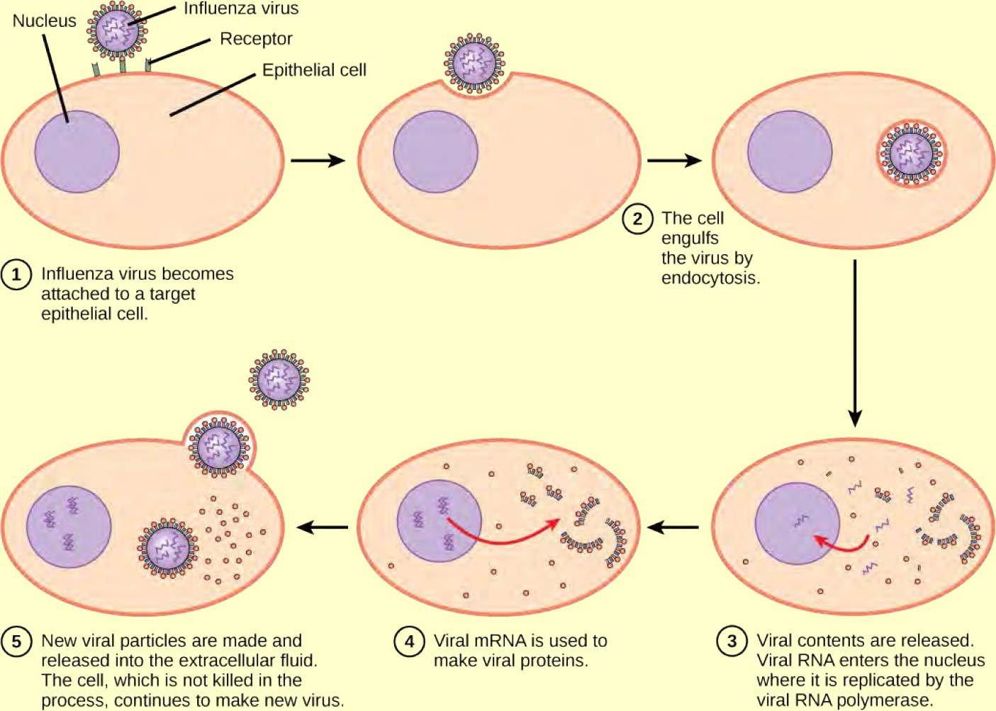 The illustration shows the steps of an influenza virus infection. In step 1, influenza virus becomes attached to a receptor on a target epithelial cell. In step 2, the cell engulfs the virus by endocytosis, and the virus becomes encased in the cell’s plasma membrane. In step 3, the membrane dissolves, and the viral contents are released into the cytoplasm. Viral mRNA enters the nucleus, where it is replicated by viral RNA polymerase. In step 4, viral mRNA exits to the cytoplasm, where it is used to make viral proteins. In step 5, new viral particles are released into the extracellular fluid. The cell, which is not killed in the process, continues to make new virus.