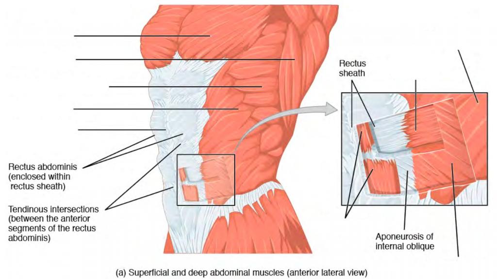 Predefined spaces to Label the abdominal muscles in anterior lateral view