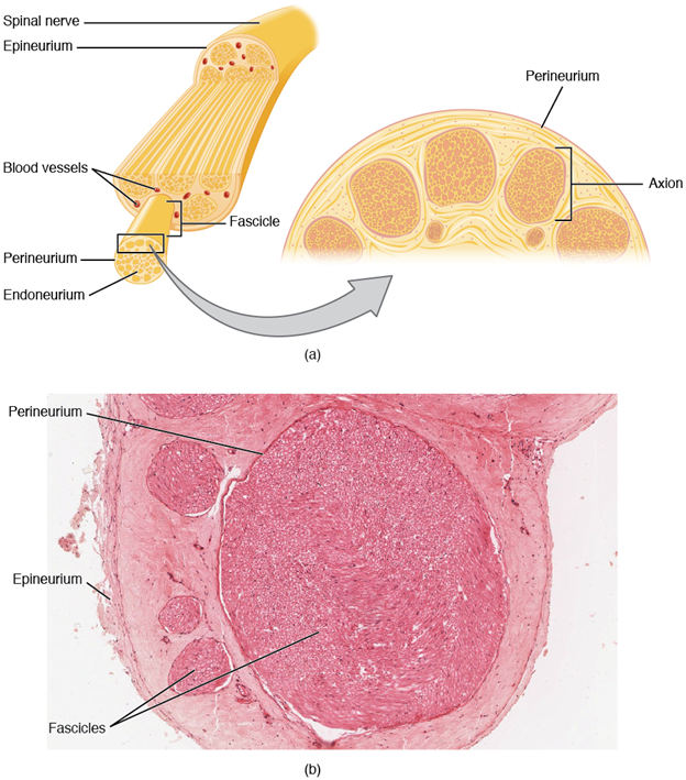 Diagram of nerve stucture