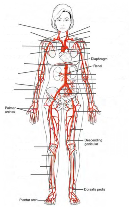 Predefined space to Label the major systemic arteries of the human body