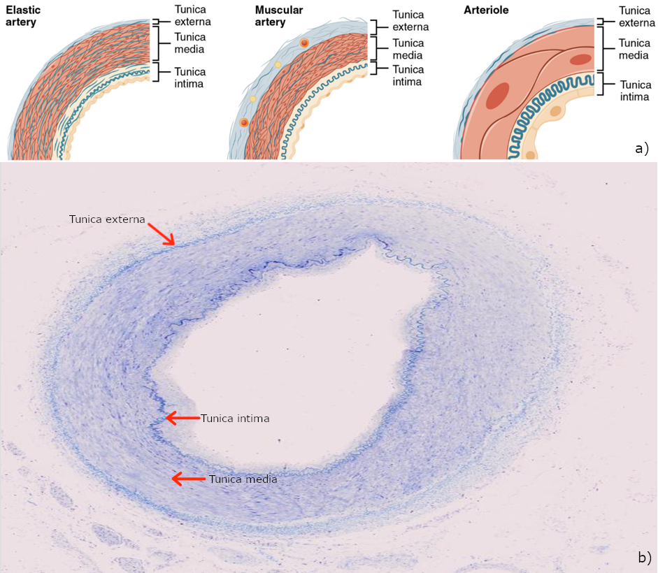 Types of arteries and arterioles. a) Comparison of the walls of an elastic artery, a muscular artery, and an arteriole is shown. In terms of scale, the diameter of an arteriole is measured in micrometres compared to millimetres for elastic and muscular arteries; b) hyoid artery, human, 40x, transverse.