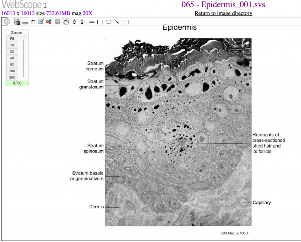 Cells of the epidermis