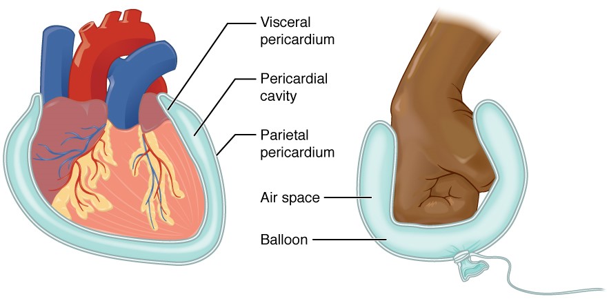 Serous membrane