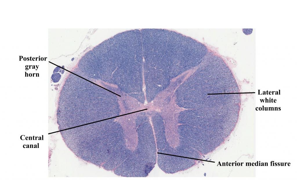 Structures- Anterior median fissure, Posterior gray horns, Lateral white columns, Central canal