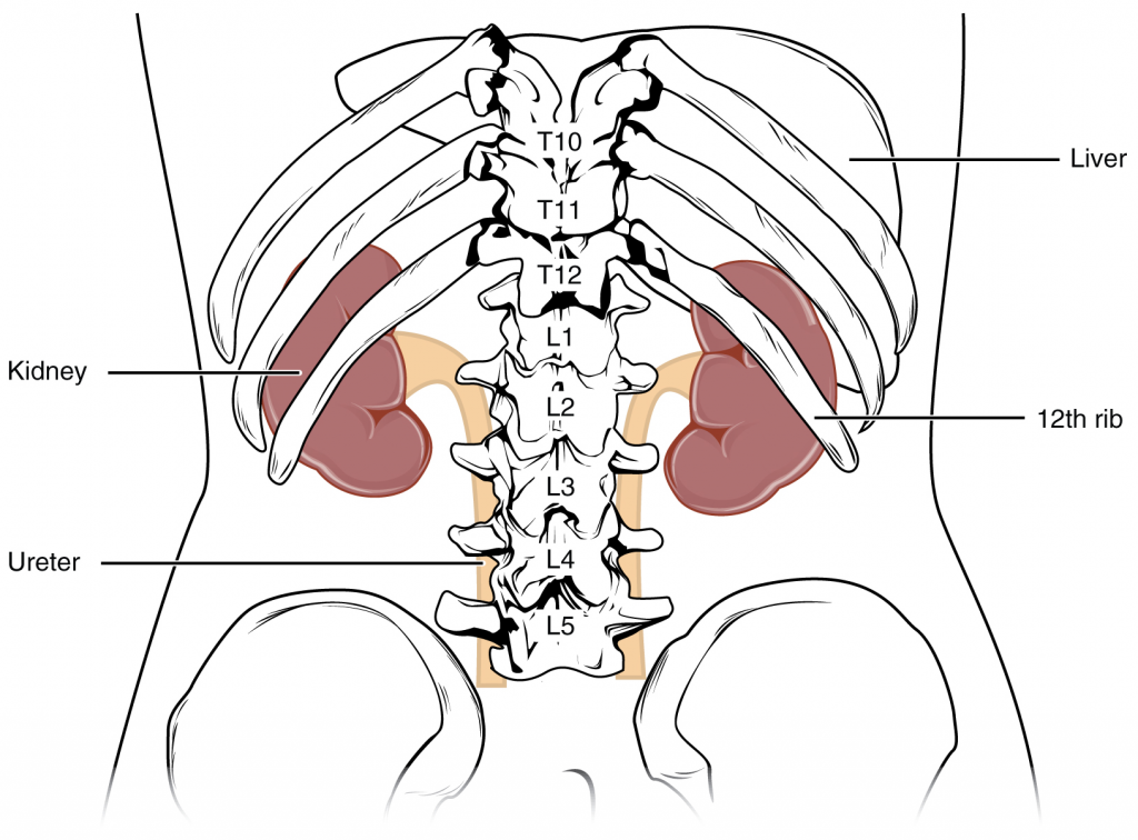 Diagram of kidneys