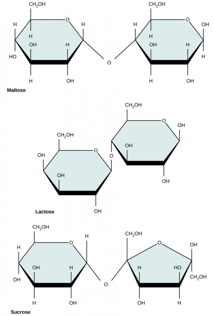 Figure 2.2.5. Common disaccharides. Common disaccharides include maltose (grain sugar), lactose (milk sugar) and sucrose (table sugar).