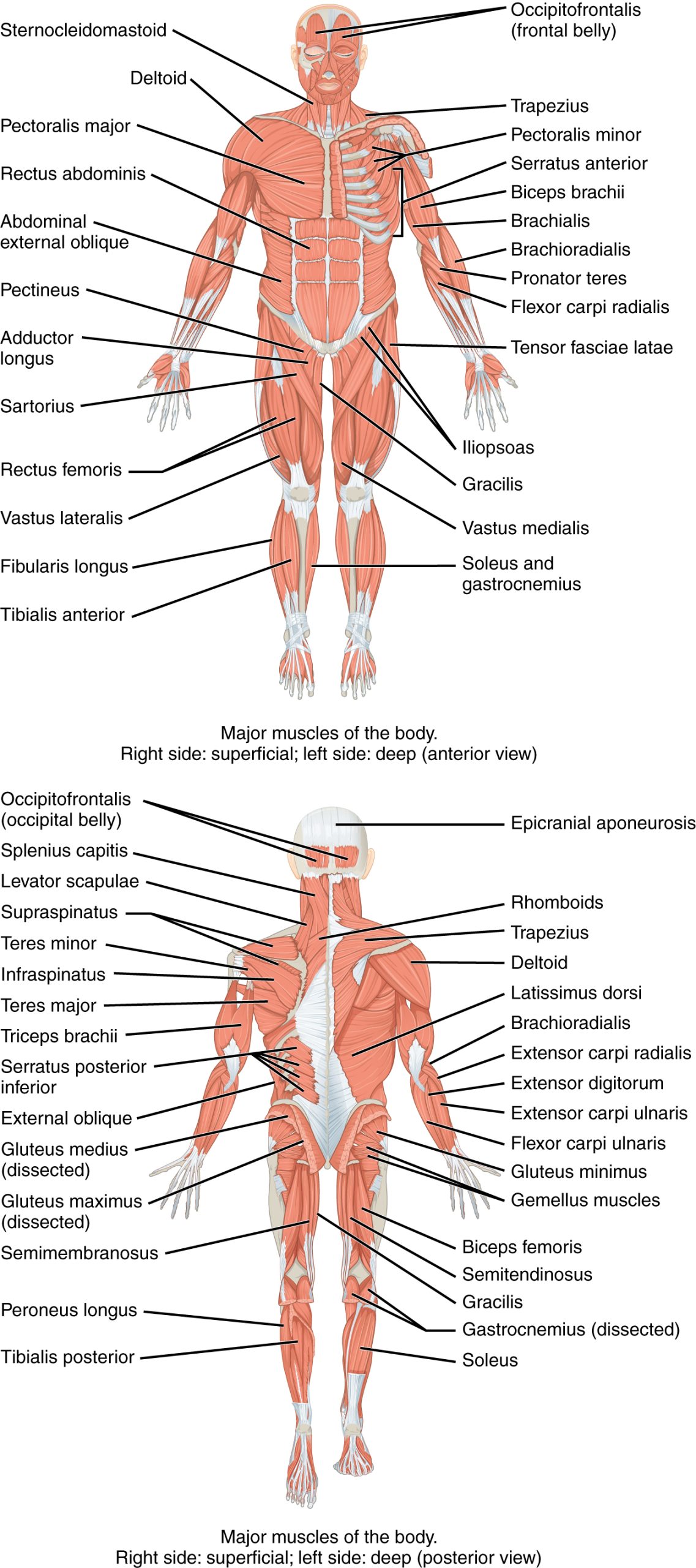 The top panel shows the anterior view of the human body with the major muscles labeled. The bottom panel shows the posterior view of the human body with the major muscles labeled.