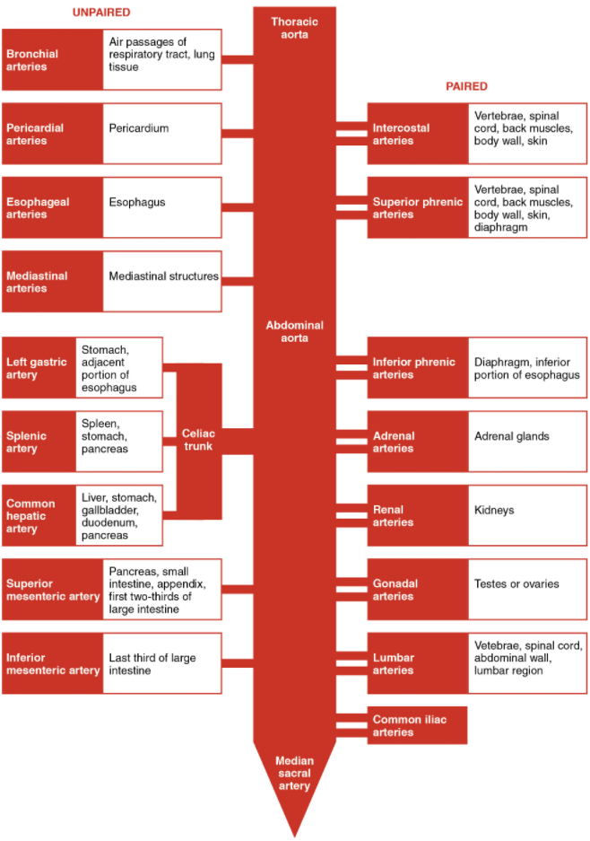 The flow chart summarises the distribution of the major branches of the aorta into the thoracic and abdominal regions.