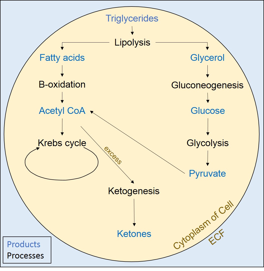 This figure shows the reactions that break down fatty acids.