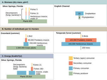 Ecological pyramids