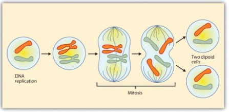 Cell Reproduction over time