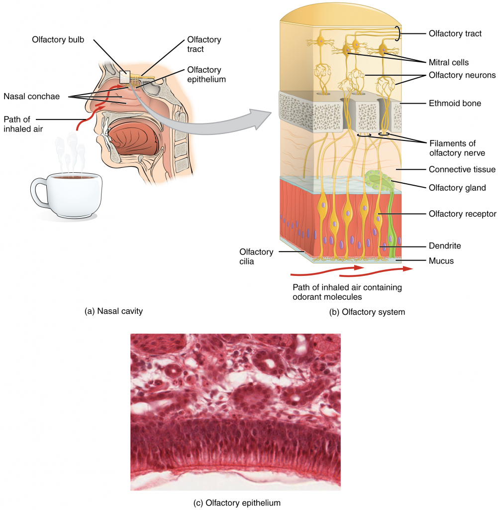 The olfactory system. (a) The olfactory system begins in the peripheral structures of the nasal cavity. (b) The olfactory receptor neurons are within the olfactory epithelium. (c) Axons of the olfactory receptor neurons project through the cribriform plate of the ethmoid bone and synapse with the neurons of the olfactory bulb (tissue source: simian