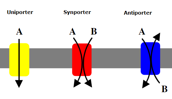 Uniport Synport Antiport