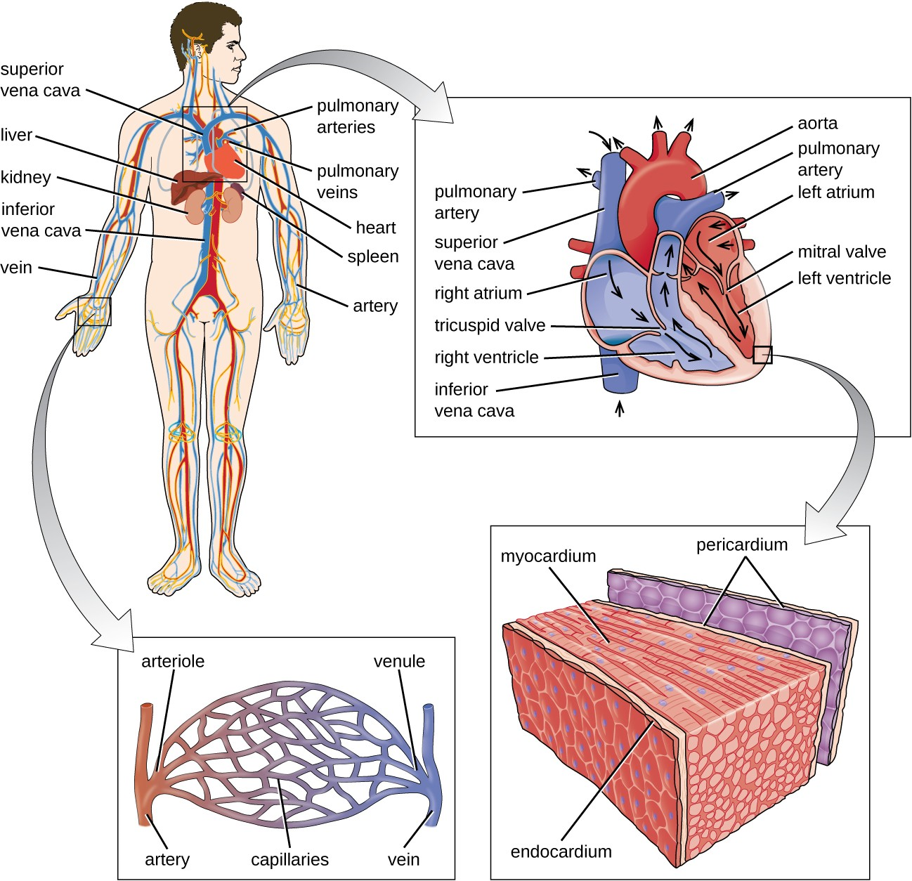 The major components of the human circulatory system include the heart, arteries, veins, and capillaries. This network delivers blood to the body’s organs and tissues.