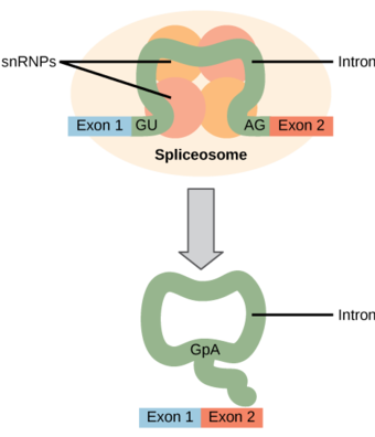 Pre-mRNA splicing