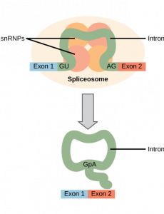 Oval labeled as "spliceosome" with a molecule inside with the sequence, Exon 1, intron, Exon 2. The intron is squeezed together on top of circles labeled as snRNPs. Arrow is pointing to final molecules: which is an intron in a circle and a molecule with Exon 1 and Exon 2.