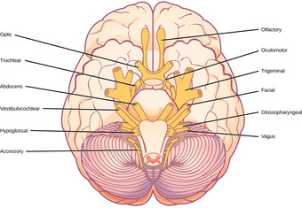 Cranial nerves