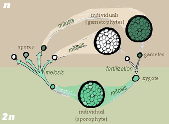 The Sexual Life Cycle