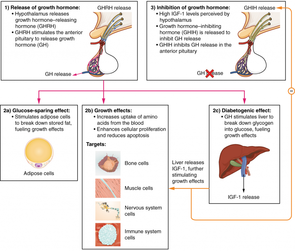 Diagram of Hormonal regulation of growth