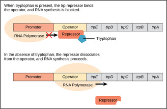 The trp operon