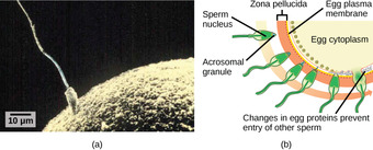Process of fertilization