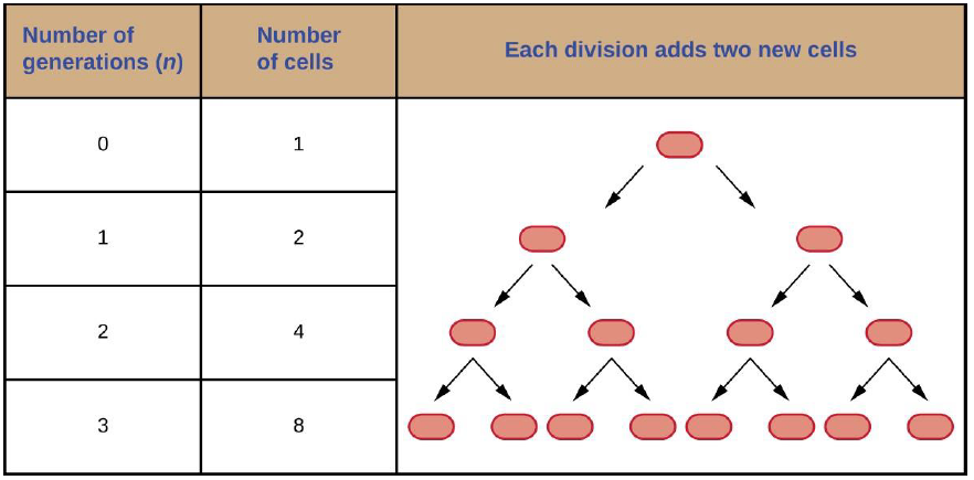 The parental cell divides and gives rise to two daughter cells. Each of the daughter cells, in turn, divides, giving a total of four cells in the second generation and eight cells in the third generation. Each division doubles the number of cells.