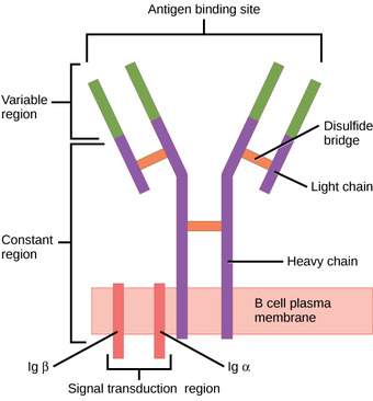 B cell receptors