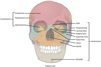 Cranial and facial bones