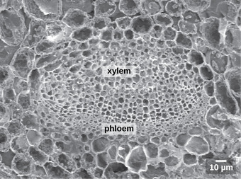 Xylem and phloem