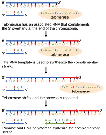 Telomerase is important for maintaining chromosome integrity