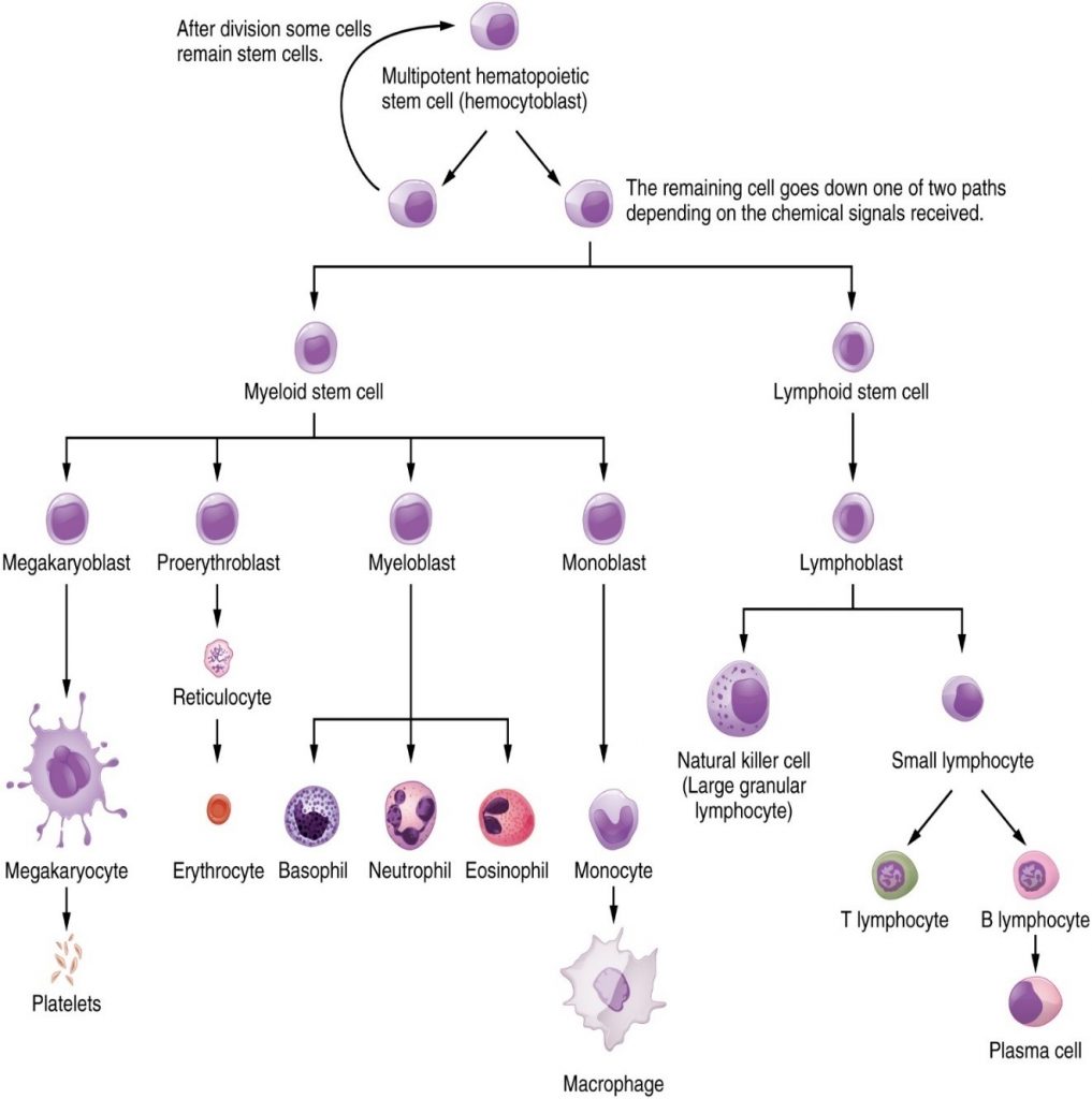 Haematopoietic system of the bone marrow.