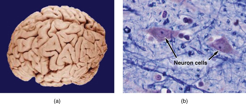 microscopic anatomy