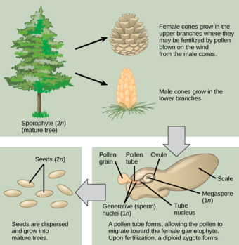 Life cycle of a conifer