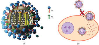 Tamiflu
