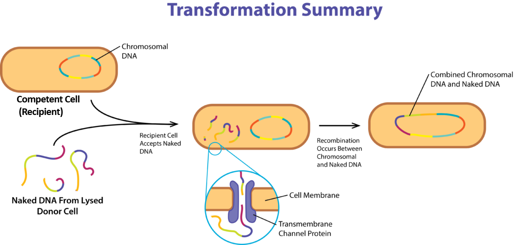Gene Acquisition via Transformation