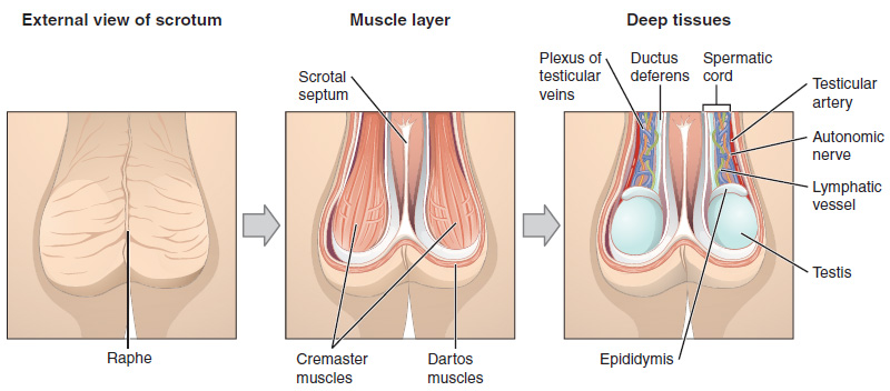 The scrotum and testes.