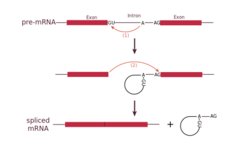 Mechanism of pre-mRNA splicing.