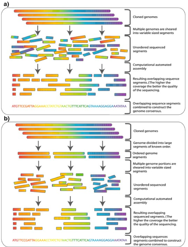 Shotgun Sequencing