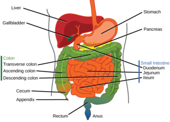 Stomach digestion